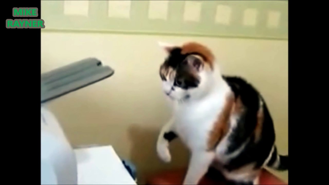 Funny Animals Cats & Dogs, Amazing Pets Agility & Talent Compilation, Best #1 hour Cute Pet Moments_39