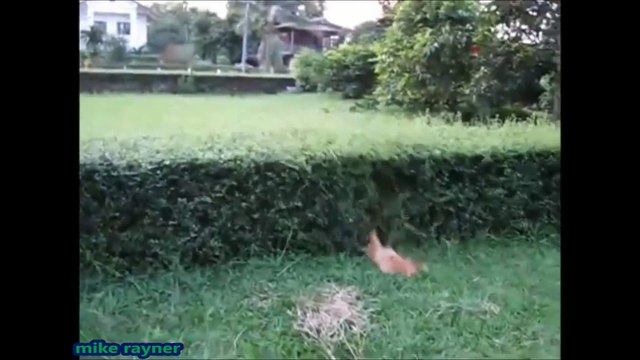 Funny Animals Cats & Dogs, Amazing Pets Agility & Talent Compilation, Best #1 hour Cute Pet Moments_46