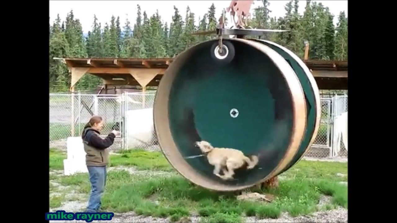 Funny Animals Cats & Dogs, Amazing Pets Agility & Talent Compilation, Best #1 hour Cute Pet Moments_47