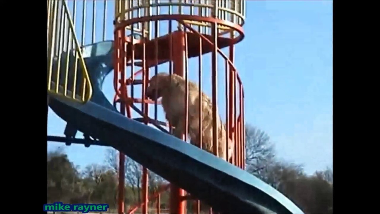 Funny Animals Cats & Dogs, Amazing Pets Agility & Talent Compilation, Best #1 hour Cute Pet Moments_48