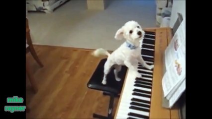 Funny Animals Cats & Dogs, Amazing Pets Agility & Talent Compilation, Best #1 hour Cute Pet Moments_50