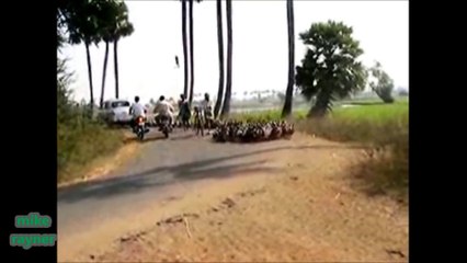 Funny Animals Cats & Dogs, Amazing Pets Agility & Talent Compilation, Best #1 hour Cute Pet Moments_55