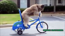 Funny Animals Cats & Dogs, Amazing Pets Agility & Talent Compilation, Best #1 hour Cute Pet Moments_63