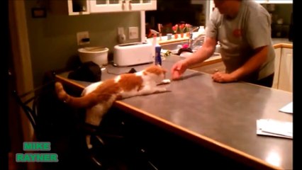 Funny Animals Cats & Dogs, Amazing Pets Agility & Talent Compilation, Best #1 hour Cute Pet Moments_75