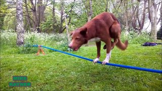 Funny Animals Cats & Dogs, Amazing Pets Agility & Talent Compilation, Best #1 hour Cute Pet Moments_76