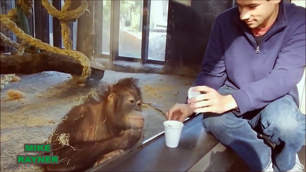 Funny Animals Cats & Dogs, Amazing Pets Agility & Talent Compilation, Best #1 hour Cute Pet Moments_83