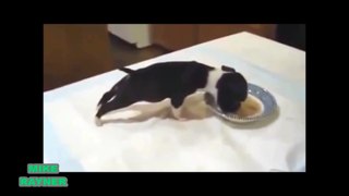 Funny Animals Cats & Dogs, Amazing Pets Agility & Talent Compilation, Best #1 hour Cute Pet Moments_88