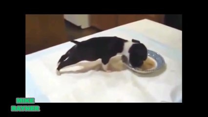 Funny Animals Cats & Dogs, Amazing Pets Agility & Talent Compilation, Best #1 hour Cute Pet Moments_88