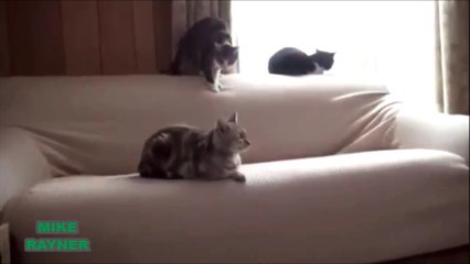 Funny Animals Cats & Dogs, Amazing Pets Agility & Talent Compilation, Best #1 hour Cute Pet Moments_93