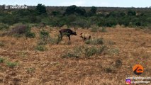 Hunting lions take down buffalo but the whole herd fights back