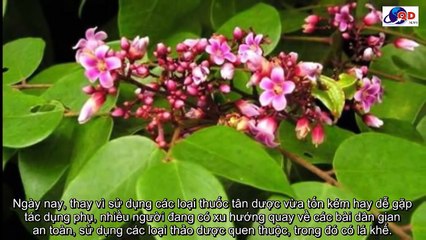 3 bài thuốc trị dị ứng, mề đay cực hay đang được cách mẹ săn lùng