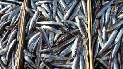 L'anchois est en abondance dans le golfe de Gascogne