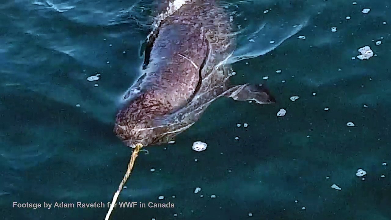 Drone Captures Never Before Seen Behavior From Narwhal