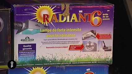 Le canna-business, nouvelle ruée vers l'or aux Etats-Unis