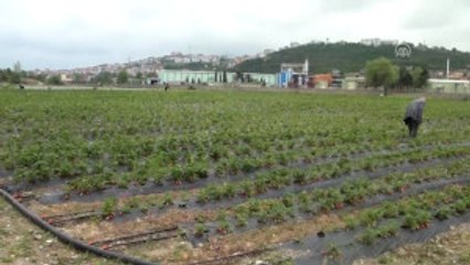 Islah Edilen Çöplük Alanda Çilek Hasadı - Zonguldak