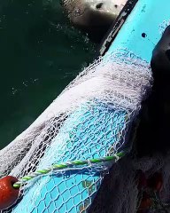 ce pêcheur se bat avec un requin qui ne veut pas lâcher son filet !