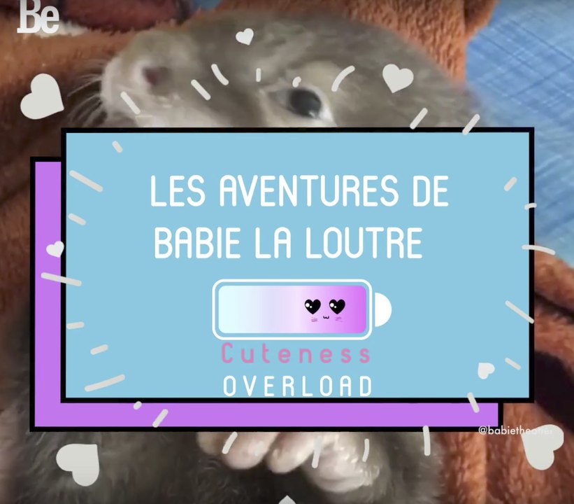Cuteness Overload : Babie la loutre ;)