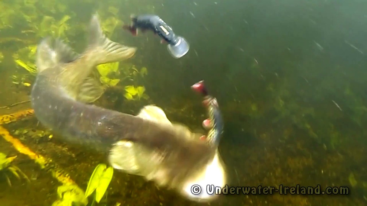 BROCHET ATTAQUE LEURRES