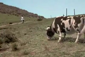 Crazy cow match with man