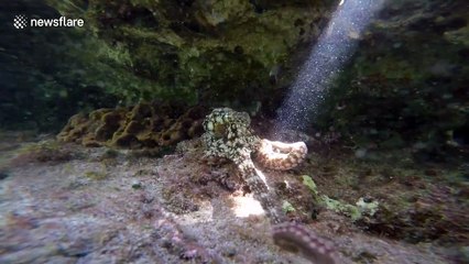 Octopus reaches out to touch snorkeler