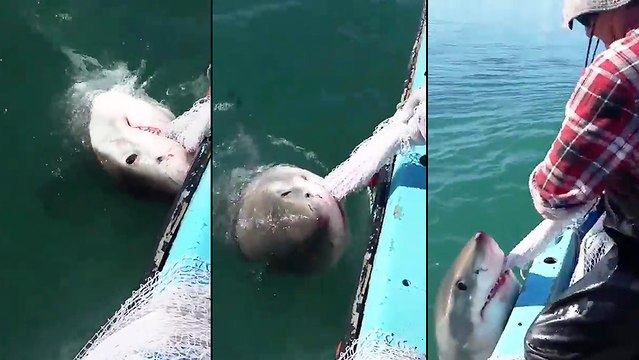 Un requin attaque le filet d'u,n pêcheur australien