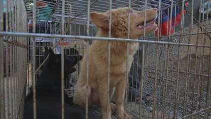 Ecologistas logran victoria ante polémico Festival de Carne de Perro de Yulin