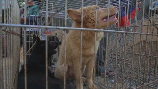 Ecologistas logran victoria ante polémico Festival de Carne de Perro de Yulin