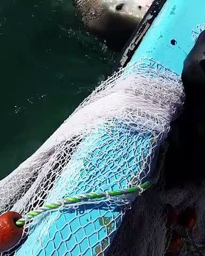 Un pêcheur est obligé de se battre avec un requin qui ne veut pas lâcher son filet