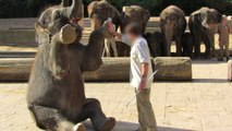 Baby elephants get abused at a German zoo!