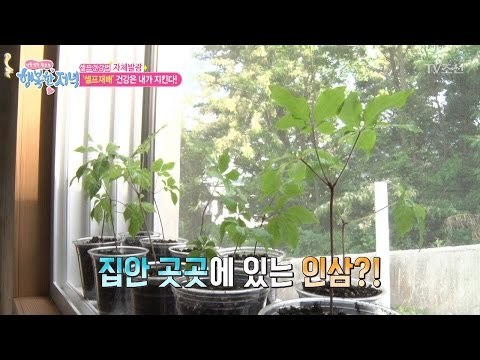 집에서 직접 인삼을 키운다?! ‘셀프인삼’ [행복한 저녁] 23회 20170518