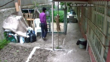 İstanbul'da Güpegündüz Bahçedeki Köpeği Çaldılar