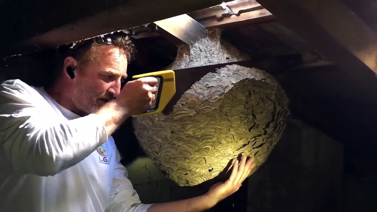 Un nids gigantesque de frelons asiatique