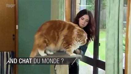 Découvrez Omar, le plus grand chat du monde d'1m20