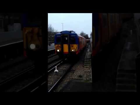 Swan Delays Train and Commuters as It Takes a Walk
