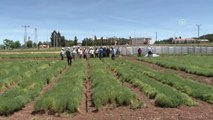 Tohum Üreticileri Diyarbakır'da Bir Araya Geldi