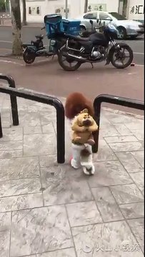 Un chien court pour aller à l'école