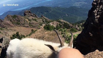 Friendly goat can't stop 'kissing' hiker