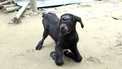Goat Born With One Eye