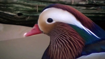 BIRD! BIRD! BIRD 53 益田紗希