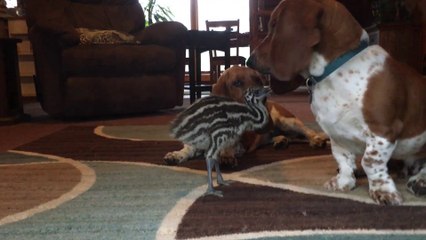 Amitié incroyable entre un bébé émeu et des chiens de chasse