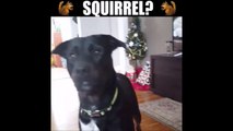 La réaction de ces chiens quand elle dit Ecureuil... Juste mythique