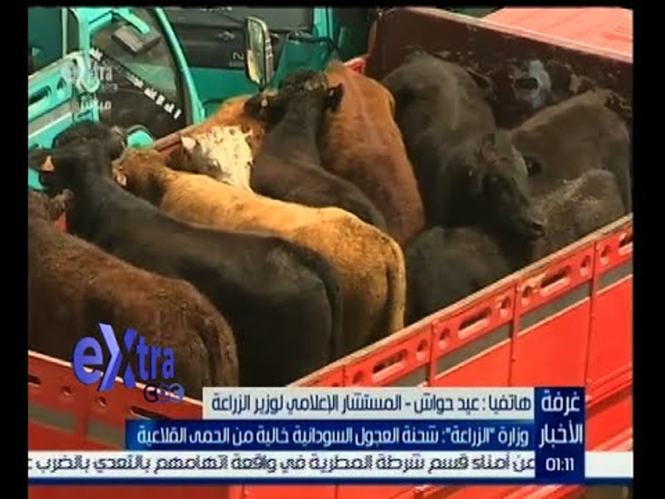 غرفة الأخبار | المستشار الاعلامي لوزير الزراعة : شحنة العجول السوادنية خالية من مرض الحمي القلاعية