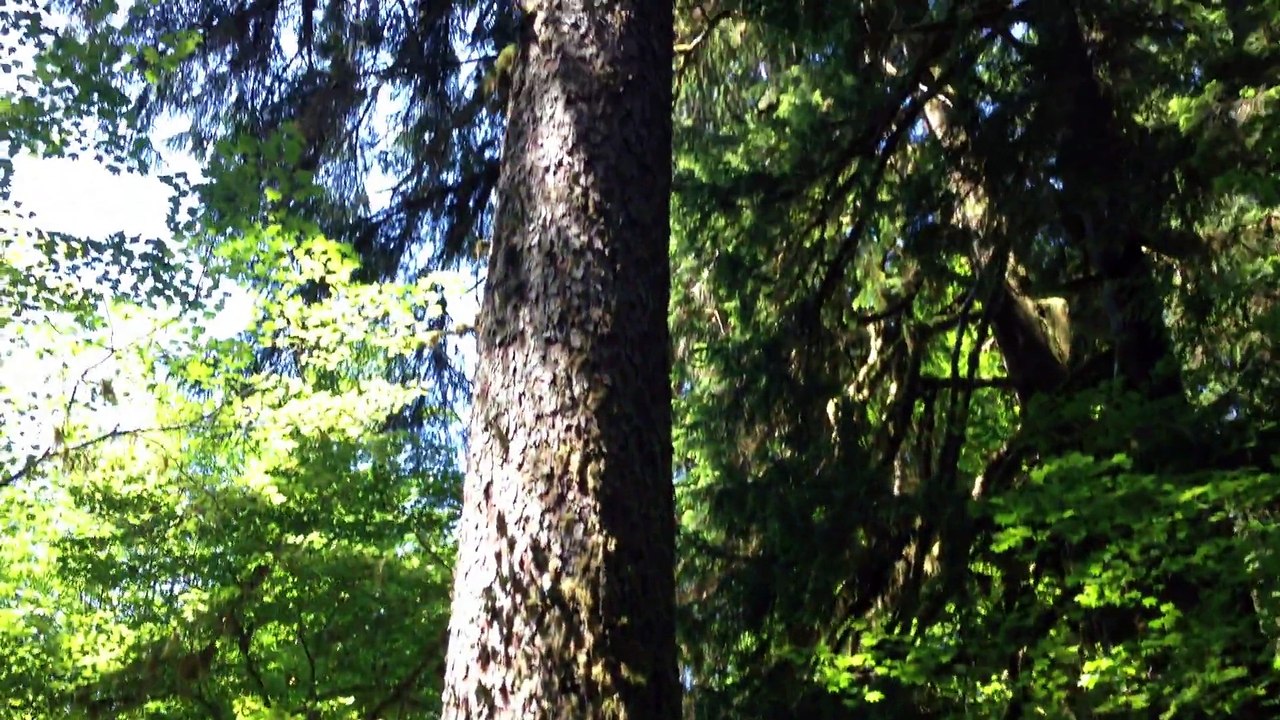Moss Forest