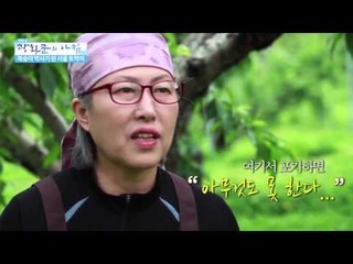 복숭아 박사가 된 서울토박이 [광화문의 아침] 48회 20150812