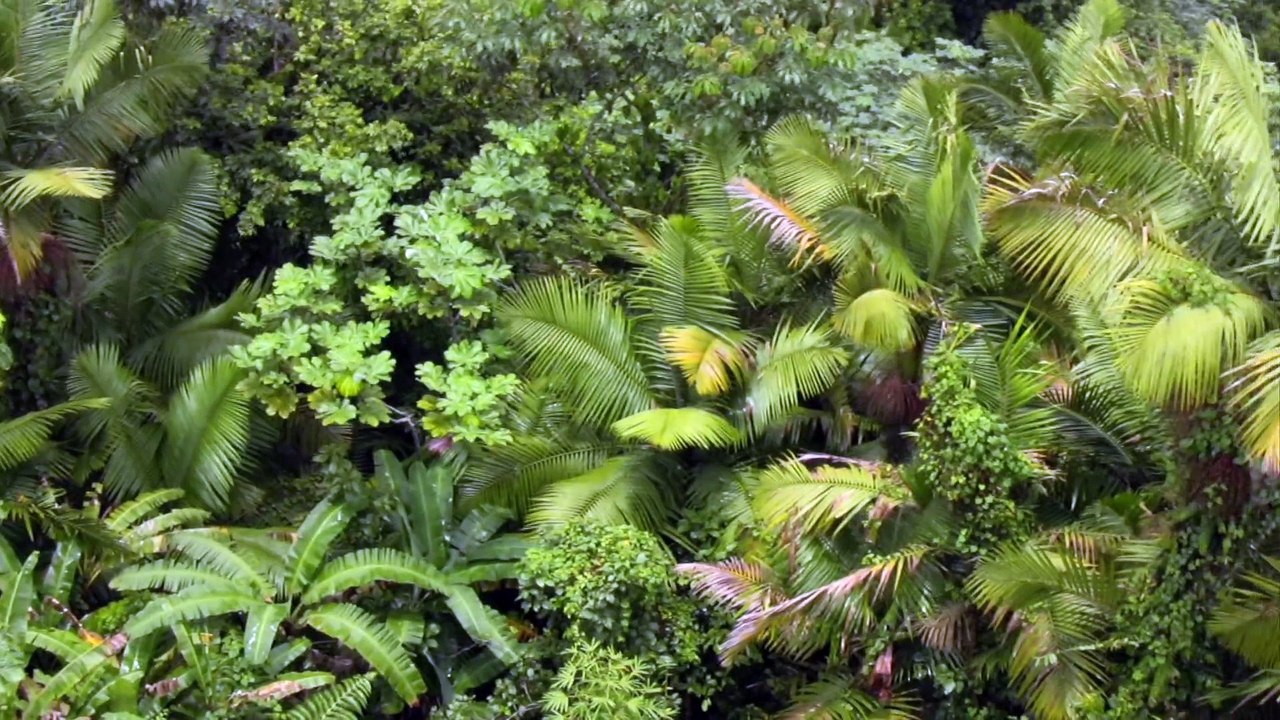 Rain Forest