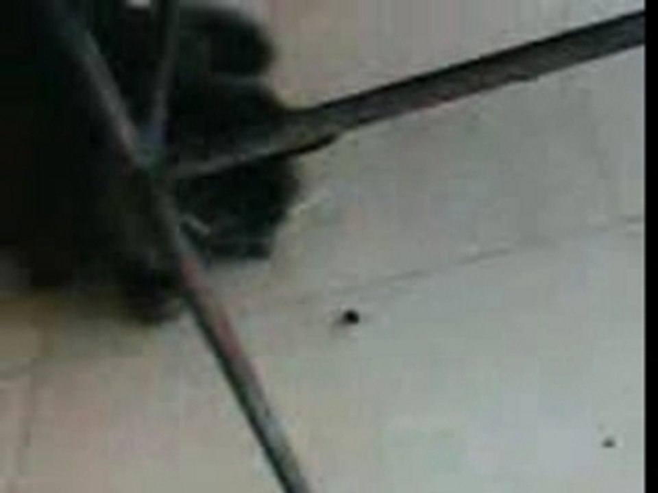 La  mouche