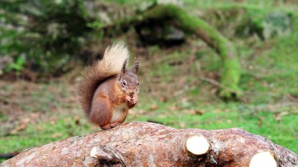 Tufted Squirrel