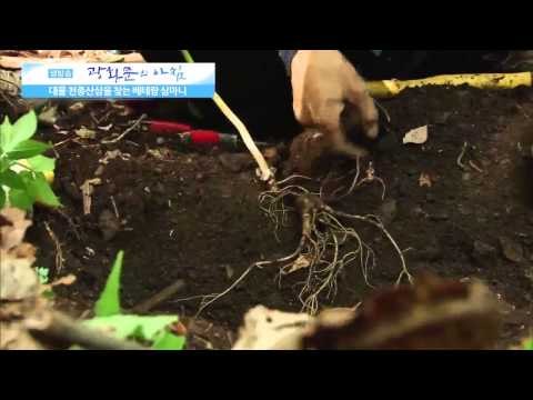 천종산삼을 찾는 베테랑 심마니 [광화문의 아침] 46회 20150810