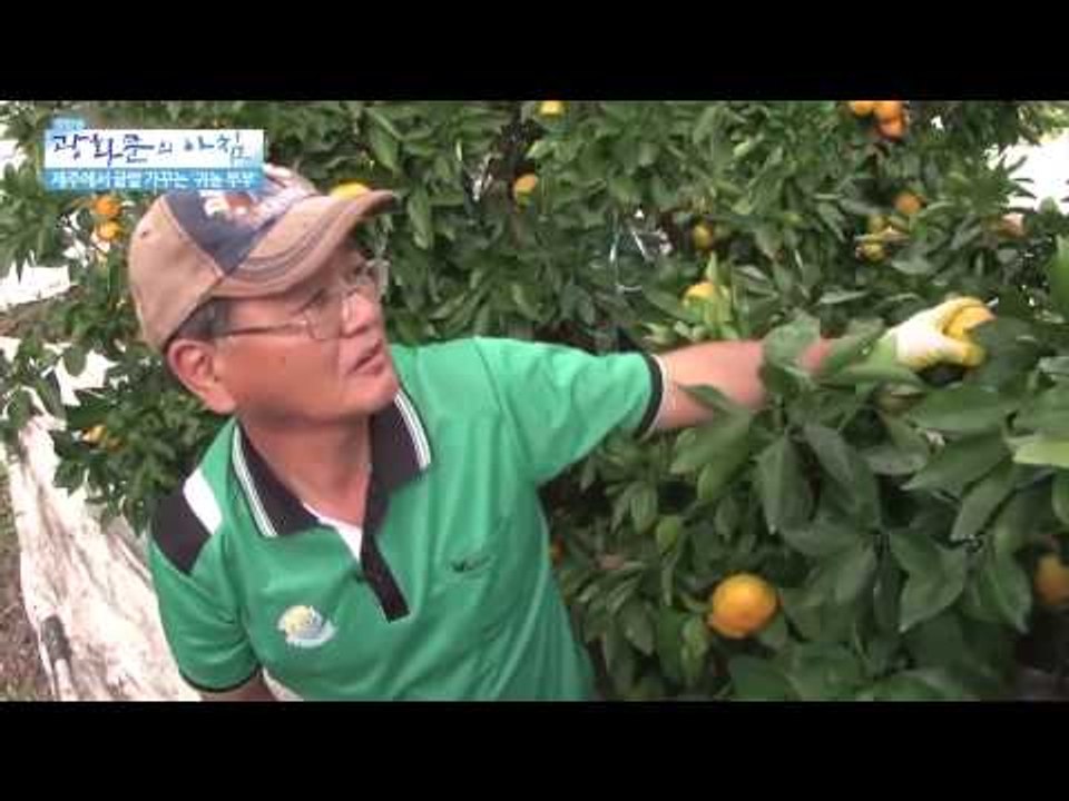 제주 귤밭가꾸는 귀농부부   [광화문의 아침] 45회 20150807