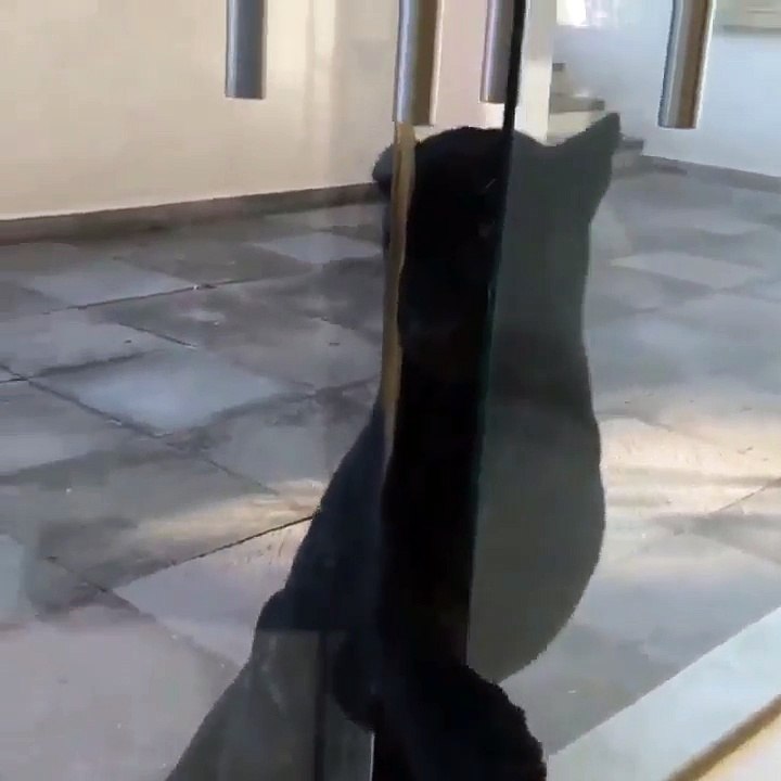 catopen